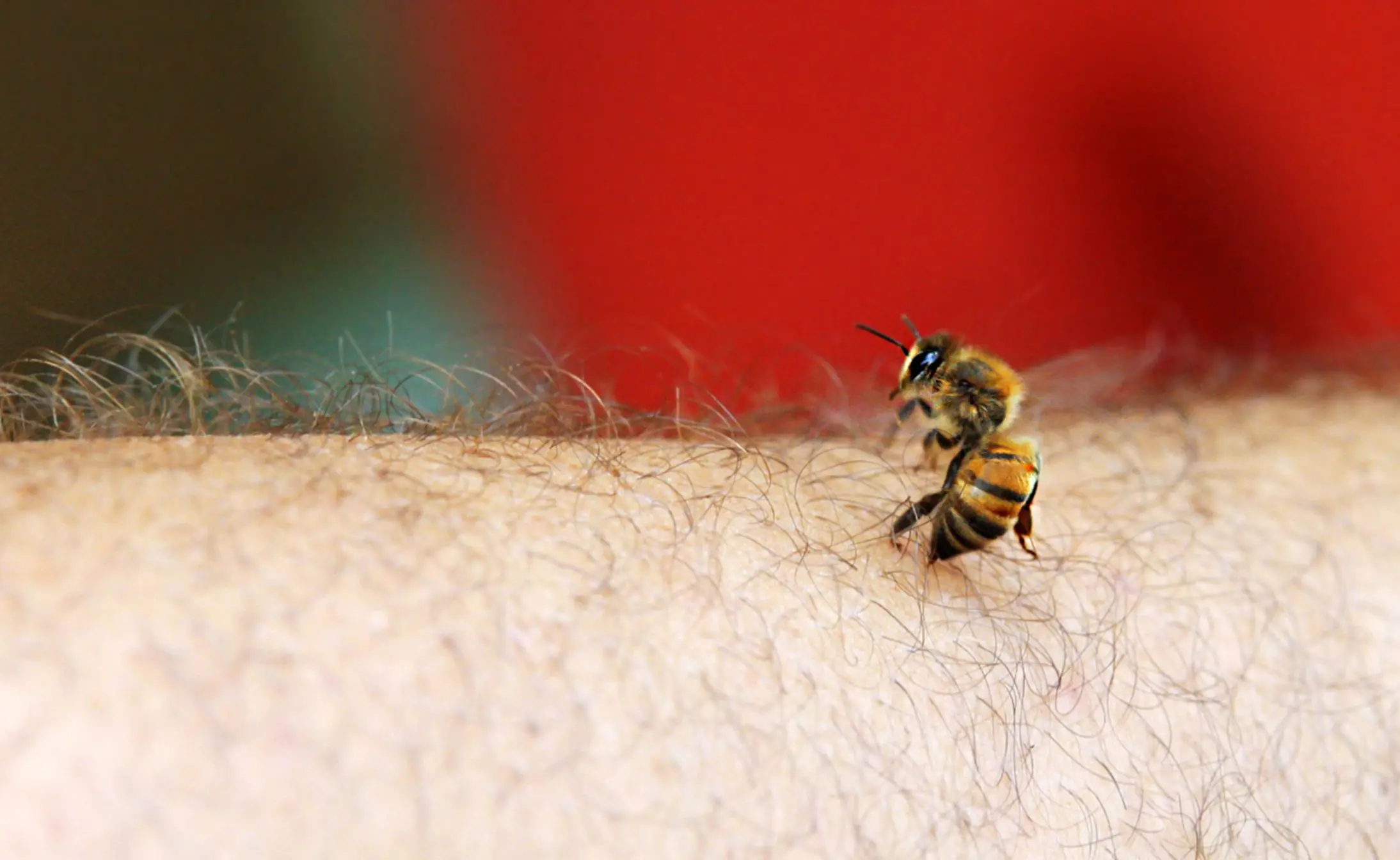 bee landing on and stinging skin
